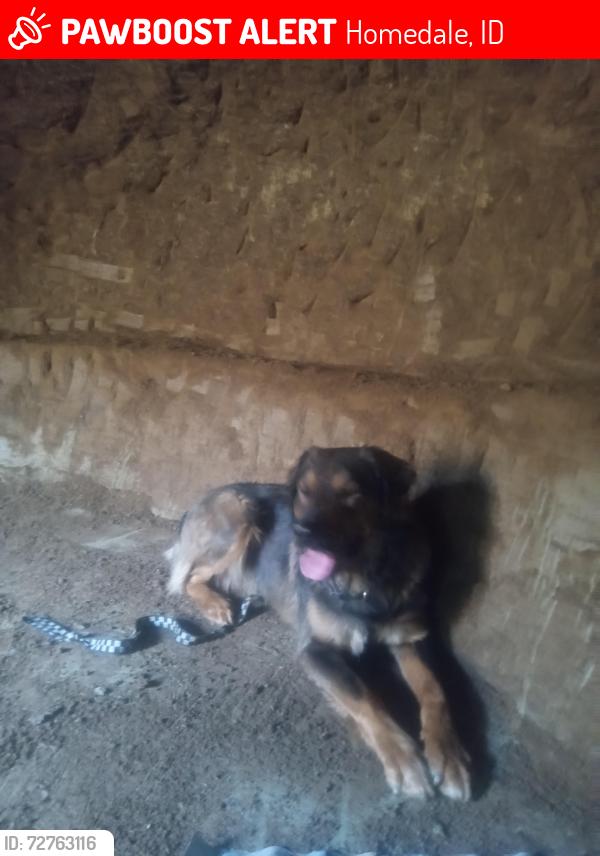 Lost Male Dog last seen Kansas and 1st street in homedale, Homedale, ID 83628