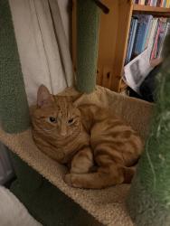 Lost Male Cat last seen Drayton Court, Warwickshire, England CV34