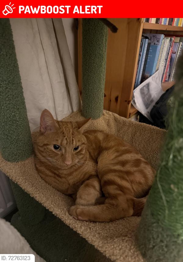 Lost Male Cat last seen Drayton Court, Warwickshire, England CV34