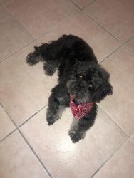 Lost Male Dog last seen Extra space storage, Dania Beach, FL 33004