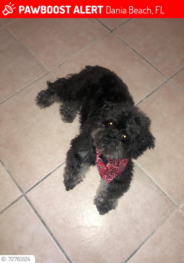 Lost Male Dog last seen Extra space storage, Dania Beach, FL 33004
