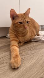 Found/Stray Unknown Cat last seen Nelms Rd and 35, Austin, TX 78744