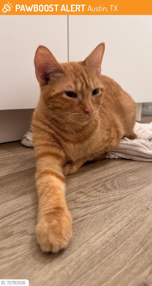 Found/Stray Unknown Cat last seen Nelms Rd and 35, Austin, TX 78744