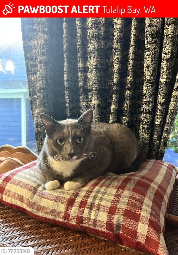 Lost Male Cat last seen 116th street, 27th ave, Tulalip Bay, WA 98271