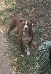 Lost Female Dog last seen N broadway, St. Louis, MO 63147