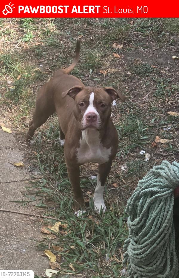 Lost Female Dog last seen N broadway, St. Louis, MO 63147
