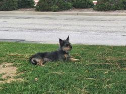 Lost Female Dog last seen La palma and kraemer, Anaheim, CA 92806