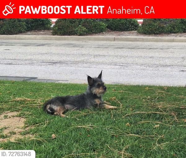 Lost Female Dog last seen La palma and kraemer, Anaheim, CA 92806