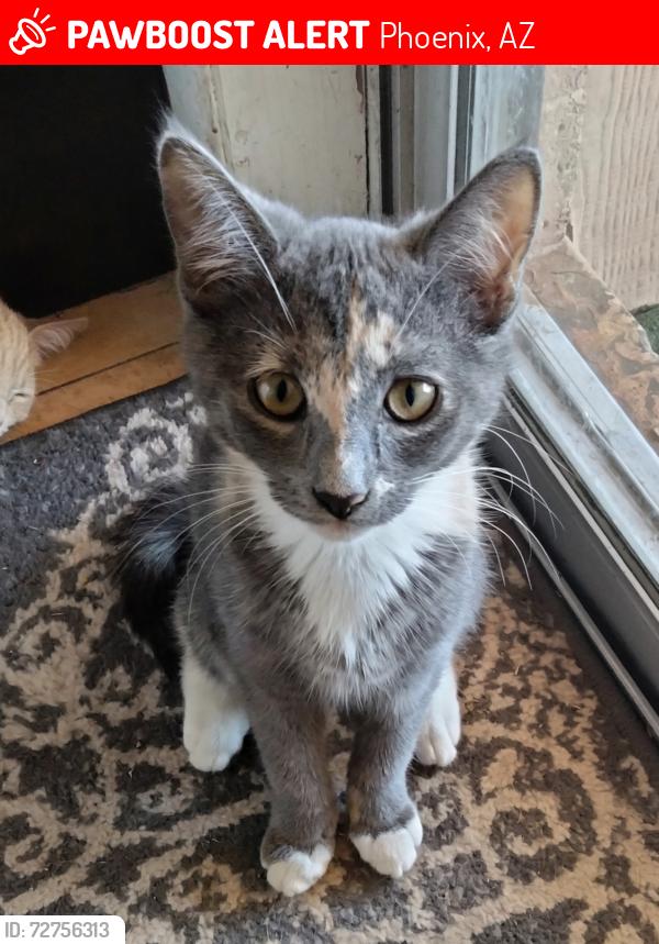Lost Female Cat last seen 35th Ave and Missouri , Phoenix, AZ 85017