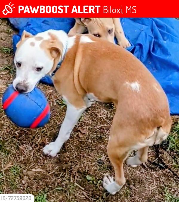 Lost Female Dog last seen Old hwy 67/ Hudson Krohn., Biloxi, MS 39532
