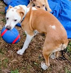 Lost Female Dog last seen Old hwy 67/ Hudson Krohn., Biloxi, MS 39532
