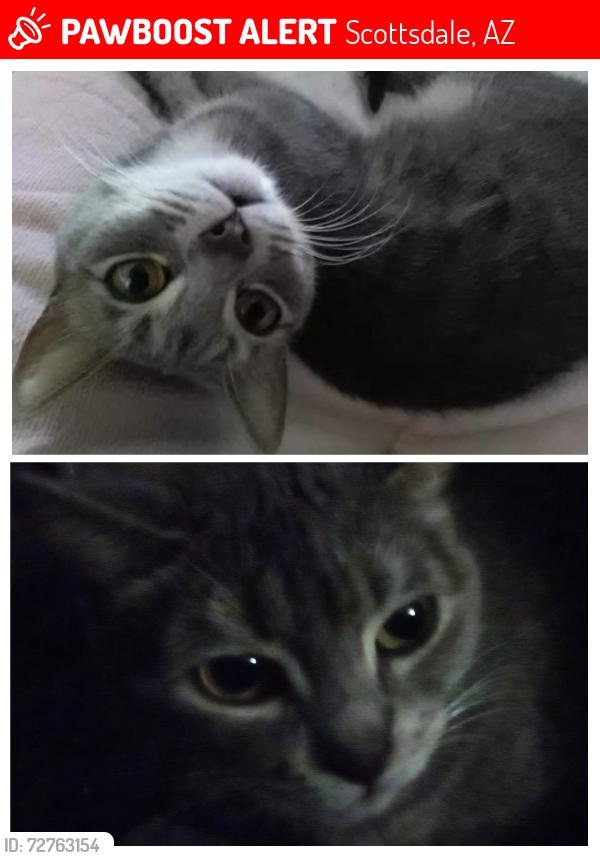 Lost Female Cat last seen Near Oak Street, between 74th Street and Miller Road near Oak Campus and Coronado High School, Scottsdale, AZ 85257