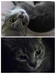 Lost Female Cat last seen Near Oak Street, between 74th Street and Miller Road near Oak Campus and Coronado High School, Scottsdale, AZ 85257