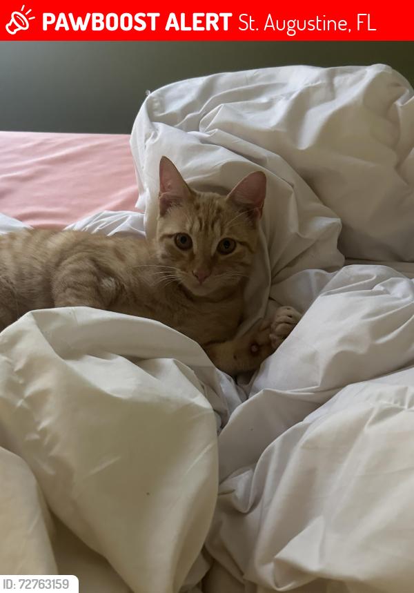 Lost Male Cat last seen Crescent Blvd St Augustine , St. Augustine, FL 32095