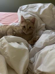 Lost Male Cat last seen Crescent Blvd St Augustine , St. Augustine, FL 32095