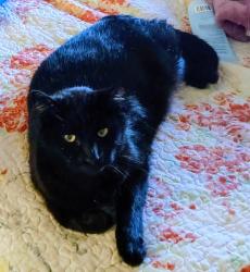 Lost Male Cat last seen C St and D st, Dixon, CA 95620