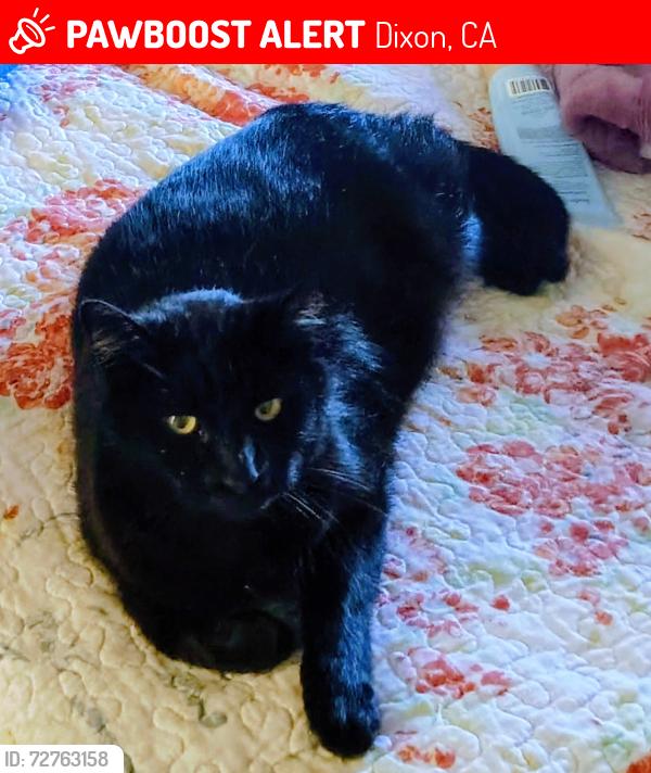 Lost Male Cat last seen C St and D st, Dixon, CA 95620