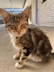Lost Female Cat last seen Near quarry road bossley park, Bossley Park, NSW 2176