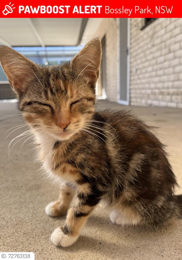 Lost Female Cat last seen Near quarry road bossley park, Bossley Park, NSW 2176