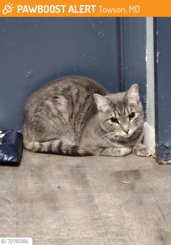 Found/Stray Unknown Cat last seen Eagle Rock apmts, Towson, MD 21204