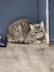 Found/Stray Unknown Cat last seen Eagle Rock apmts, Towson, MD 21204
