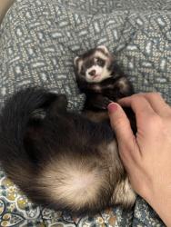 Lost Male Ferret last seen Dellyne/ unser , Albuquerque, NM 87120