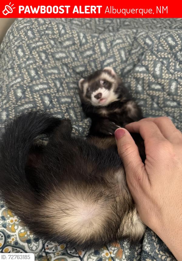 Lost Male Ferret last seen Dellyne/ unser , Albuquerque, NM 87120