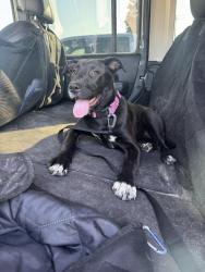 Found/Stray Female Dog last seen Old Mount olive highway , Dudley, NC 28333