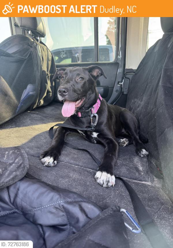 Found/Stray Female Dog last seen Old Mount olive highway , Dudley, NC 28333