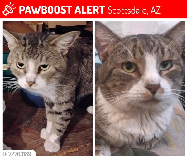 Lost Male Cat last seen near Oak Street, between 74th Street and Miller Road near Oak Campus and Coronado High School, Scottsdale, AZ 85257