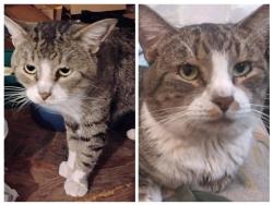Lost Male Cat last seen near Oak Street, between 74th Street and Miller Road near Oak Campus and Coronado High School, Scottsdale, AZ 85257