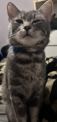 Lost Male Cat last seen N springfield ave, Rockford, IL 61101