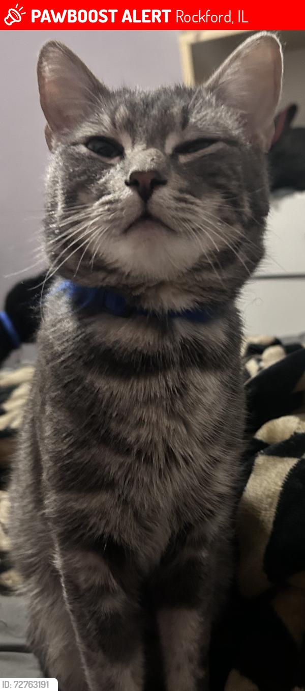 Lost Male Cat last seen N springfield ave, Rockford, IL 61101