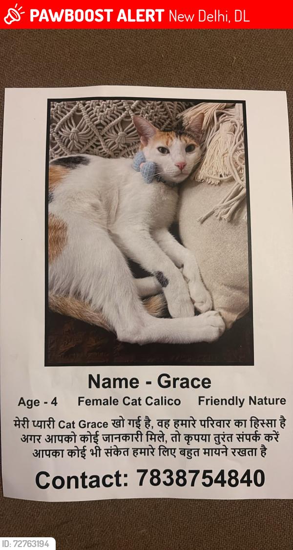 Lost Female Cat last seen hosp malviya nagar, New Delhi, DL 110017