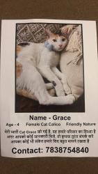 Lost Female Cat last seen hosp malviya nagar, New Delhi, DL 110017