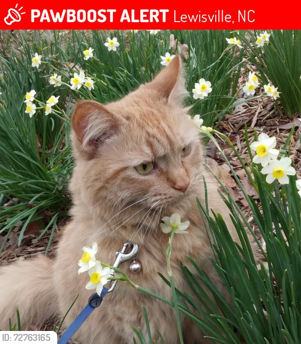 Lost Female Cat last seen Baileys Cove Dr. Lissara Lake area Lewisville nc , Lewisville, NC 27023