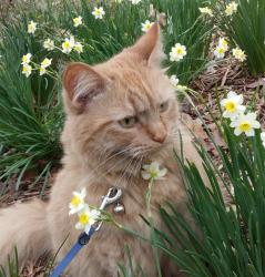 Lost Female Cat last seen Baileys Cove Dr. Lissara Lake area Lewisville nc , Lewisville, NC 27023