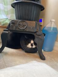 Found/Stray Unknown Cat last seen Emily street gates nc, Gates County, NC 27937