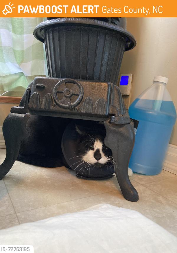 Found/Stray Unknown Cat last seen Emily street gates nc, Gates County, NC 27937