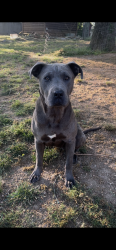 Found/Stray Female Dog last seen Interstate 20/59, Bessemer, AL 35020