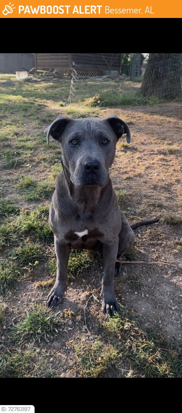Found/Stray Female Dog last seen Interstate 20/59, Bessemer, AL 35020