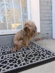 Found/Stray Male Dog last seen 42nd st ne, Washington, DC 20019