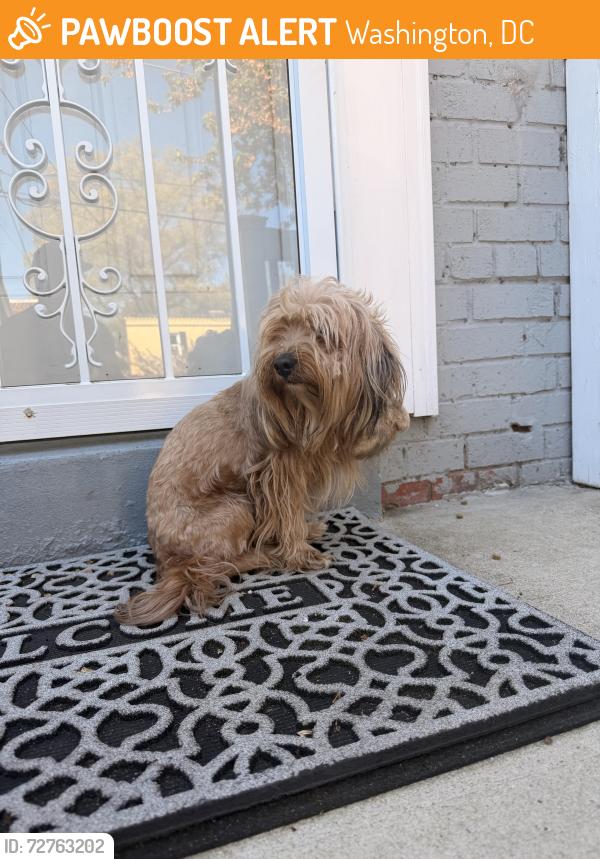 Found/Stray Male Dog last seen 42nd st ne, Washington, DC 20019