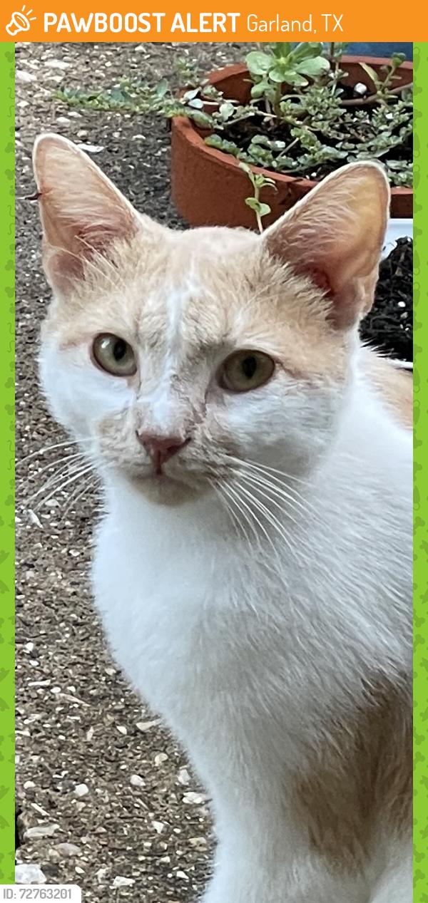 Found/Stray Male Cat last seen Meadowcreek , Garland, TX 75043