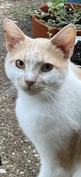Found/Stray Male Cat last seen Meadowcreek , Garland, TX 75043
