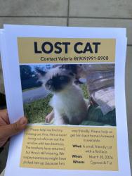 Lost Male Cat last seen Dg market, Colton, CA 92324