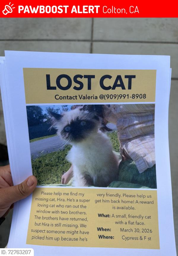Lost Male Cat last seen Dg market, Colton, CA 92324