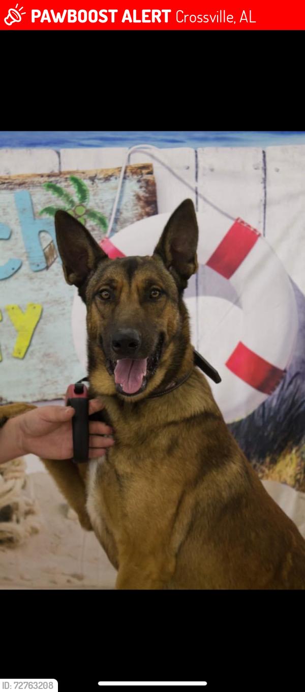 Lost Male Dog last seen County road 9 and County road 24  , Crossville, AL 35962