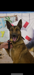 Lost Male Dog last seen County road 9 and County road 24  , Crossville, AL 35962