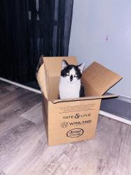 Lost Male Cat last seen School st, Rockford, IL 61101